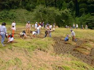 稲刈り風景　ぬかるみの中みんな頑張ってます。台風１８号で稲も倒れていました。