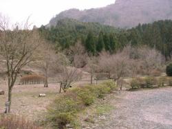 石割岳山桜群生林