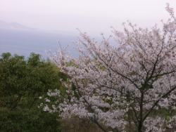 長崎市民の森　桜